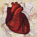 Названы важнейшие микроэлементы для здоровья сердца